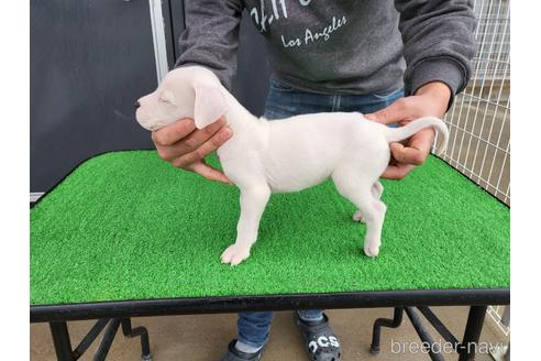 成約済の愛知県のその他の犬種-160917の3枚目